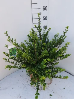 Japanse Hulst (Ilex Crenata 'Glory Gem')