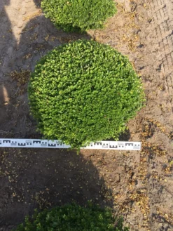 Japanse Hulst Als Bolvorm (Ilex Crenata) 6 Japanse Hulst Als Bolvorm (Ilex Crenata) -Goedkope DirectPlant winkel ilex crenata 70 cm breed bol drkl 1