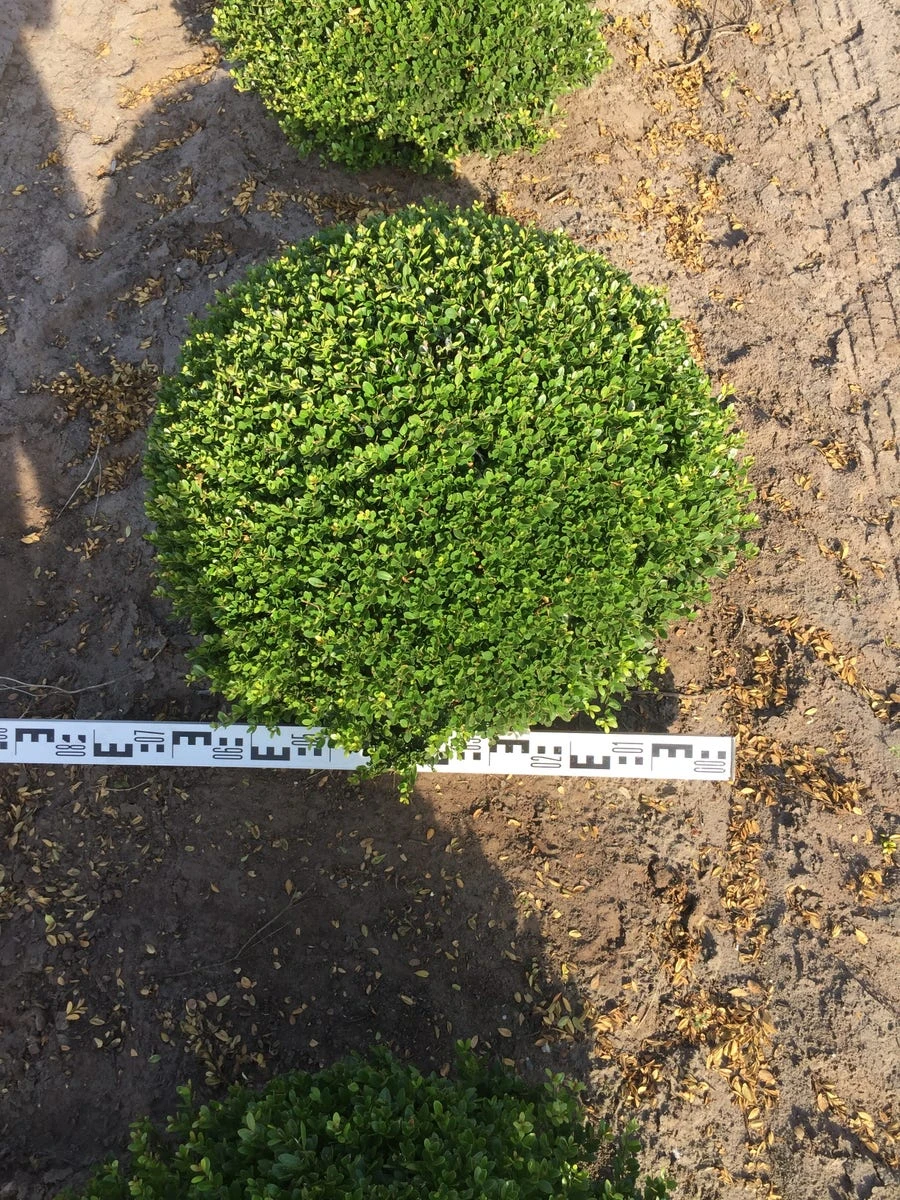 Japanse Hulst Als Bolvorm (Ilex Crenata) 3 Japanse Hulst Als Bolvorm (Ilex Crenata) - Afbeelding 3