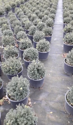Japanse Hulst (Ilex Crenata 'Kinme') -Goedkope DirectPlant winkel ilex crenata ball d25 10lt 1