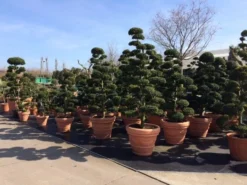 Japanse Hulst Als Bonsai (Ilex Crenata) -Goedkope DirectPlant winkel ilex crenata bonsai s 1