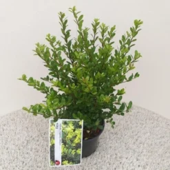 Japanse Hulst (Ilex Crenata 'Caroline Upright') -Goedkope DirectPlant winkel ilex crenata caroline upright 2