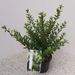 Japanse Hulst (Ilex Crenata 'Caroline Upright') -Goedkope DirectPlant winkel ilex crenata caroline upright 1