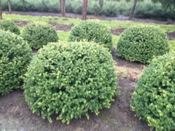 Japanse Hulst In Bolvorm (Ilex Crenata 'Convexa') -Goedkope DirectPlant winkel ilex crenata convexa bol 100
