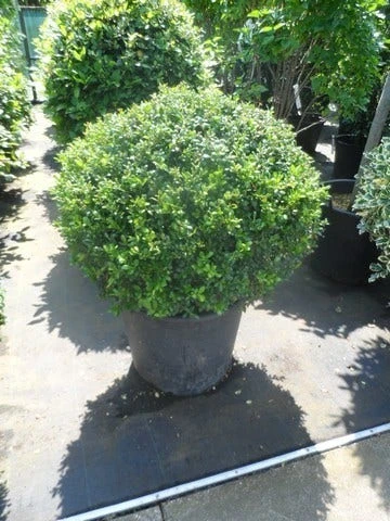 Japanse Hulst In Bolvorm (Ilex Crenata 'Convexa') 2 Japanse Hulst In Bolvorm (Ilex Crenata 'Convexa') - Afbeelding 2