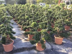 Japanse Hulst Als Bonsai (Ilex Crenata 'Kinme') -Goedkope DirectPlant winkel ilex crenata kimne bonsai