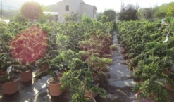 Japanse Hulst Als Bonsai (Ilex Crenata 'Kinme') -Goedkope DirectPlant winkel ilex crenata kimne bonsai lv20