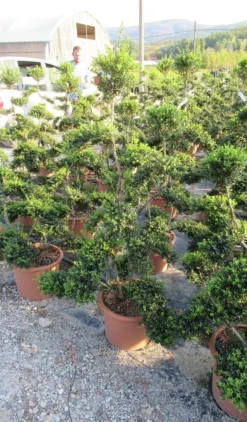 Japanse Hulst Als Bonsai (Ilex Crenata 'Kinme') -Goedkope DirectPlant winkel ilex crenata kimne bonsai lv20 3