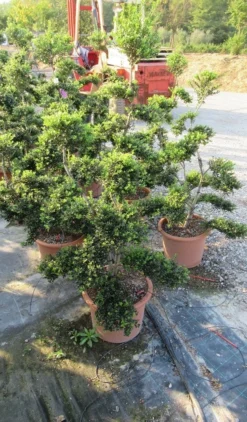 Japanse Hulst Als Bonsai (Ilex Crenata 'Kinme') -Goedkope DirectPlant winkel ilex crenata kimne bonsai lv20 4 1
