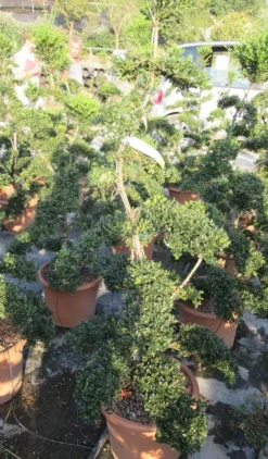 Japanse Hulst Als Bonsai (Ilex Crenata 'Kinme') -Goedkope DirectPlant winkel ilex crenata kimne bonsai lv20 6
