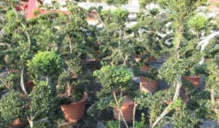 Japanse Hulst Als Bonsai (Ilex Crenata 'Kinme') -Goedkope DirectPlant winkel ilex crenata kimne bonsai lv20 7