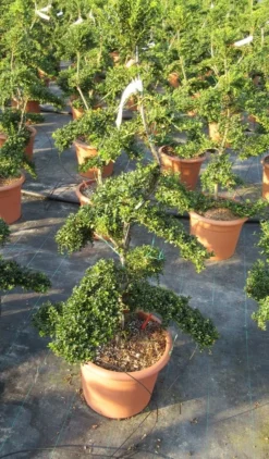 Japanse Hulst Als Bonsai (Ilex Crenata 'Kinme') -Goedkope DirectPlant winkel ilex crenata kimne bonsai lv20 8 1