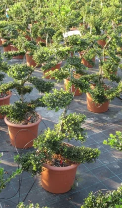 Japanse Hulst Als Bonsai (Ilex Crenata 'Kinme') -Goedkope DirectPlant winkel ilex crenata kimne bonsai lv20 9 1