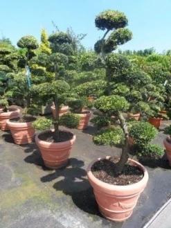 Japanse Hulst Als Bonsai (Ilex Crenata) -Goedkope DirectPlant winkel ilex crenata kinmei bonsai 160 180