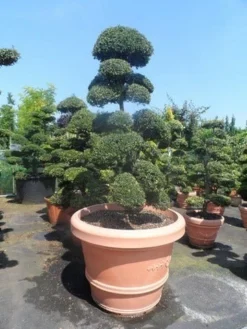 Japanse Hulst Als Bonsai (Ilex Crenata) -Goedkope DirectPlant winkel ilex crenata kinmei bonsai 160 180 extra 1