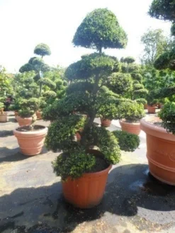 Japanse Hulst Als Bonsai (Ilex Crenata) -Goedkope DirectPlant winkel ilex crenata kinmei bonsai 175 200 extra