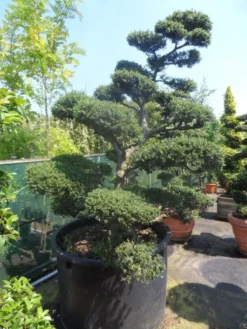 Japanse Hulst Als Bonsai (Ilex Crenata) -Goedkope DirectPlant winkel ilex crenata kinmei bonsai 200 225 c750 1000 1