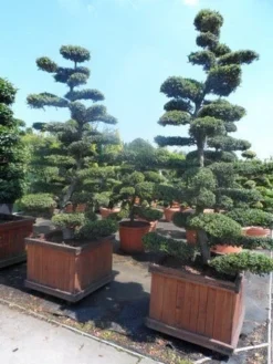 Japanse Hulst Als Bonsai (Ilex Crenata) -Goedkope DirectPlant winkel ilex crenata kinmei bonsai 225 250 1