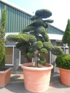 Japanse Hulst Als Bonsai (Ilex Crenata) -Goedkope DirectPlant winkel ilex crenata kinmei bonsai 250 300 solitair extra 1