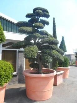 Japanse Hulst Als Bonsai (Ilex Crenata) -Goedkope DirectPlant winkel ilex crenata kinmei bonsai 250 300 solitair extra2