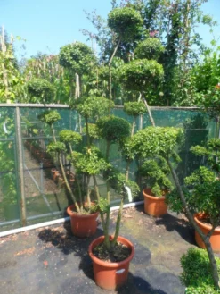 Japanse Hulst Als Bonsai (Ilex Crenata) -Goedkope DirectPlant winkel ilex crenata ponpon 125 150 1