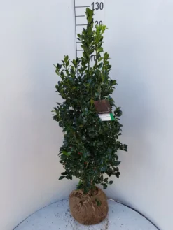 Hulst (Ilex Meserveae 'Heckenfee') -Goedkope DirectPlant winkel ilex heckenfee 100 120