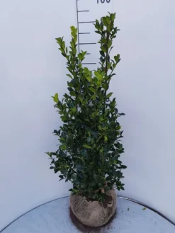 Goedkope DirectPlant winkel -Goedkope DirectPlant winkel ilex heckenfee 80 100