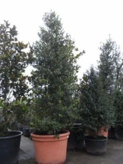 Amerikaanse Hulst (Ilex 'Nellie R Stevens') 9 Amerikaanse Hulst (Ilex 'Nellie R Stevens') -Goedkope DirectPlant winkel ilex nellie r. stevens