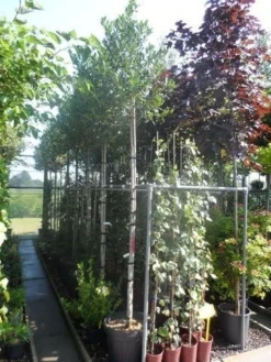 Hulst Als Boom (Ilex 'Nellie R. Stevens') -Goedkope DirectPlant winkel ilex nellie r. stevens 10 12ho cont