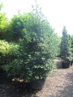 Amerikaanse Hulst (Ilex 'Nellie R Stevens') 10 Amerikaanse Hulst (Ilex 'Nellie R Stevens') -Goedkope DirectPlant winkel ilex nellie r. stevens 250 300 c160