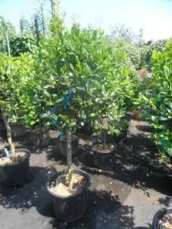 Hulst Als Boom (Ilex 'Nellie R. Stevens') -Goedkope DirectPlant winkel ilex nellie r. stevens 80stam c35 50