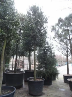 Hulst Als Boom (Ilex 'Nellie R. Stevens') -Goedkope DirectPlant winkel ilex nellie stevens