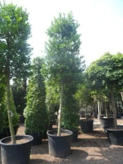 Hulst Als Boom (Ilex 'Nellie R. Stevens') -Goedkope DirectPlant winkel ilex nellie stevens 25 30ho c350 1