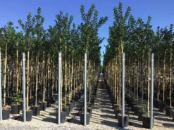 Hulst Als Boom (Ilex 'Nellie R. Stevens') -Goedkope DirectPlant winkel ilex nellie stevens 6 8 1