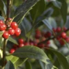 Hulst (Ilex Aquifolium J.C. Van Tol)
