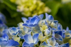 Hortensia Blue Ballad (Hydrangea 'Music Collection') -Goedkope DirectPlant winkel img 1365