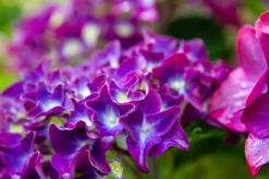 Hortensia Paars (Hydrangea 'Forever&Ever') -Goedkope DirectPlant winkel img 1426