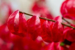 Kardinaalshoed (Euonymus Alatus 'Compactus') -Goedkope DirectPlant winkel img 1486