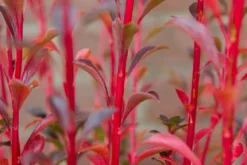 Pronkklokje (Enkianthus Campanulatus) -Goedkope DirectPlant winkel img 1495