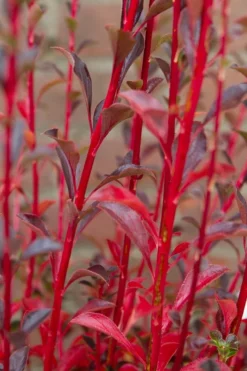 Pronkklokje (Enkianthus Campanulatus) -Goedkope DirectPlant winkel img 1496
