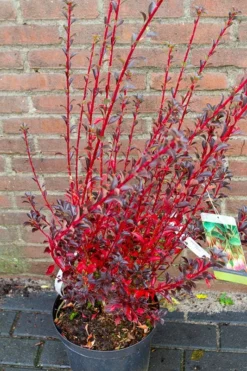 Pronkklokje (Enkianthus Campanulatus) -Goedkope DirectPlant winkel img 1497