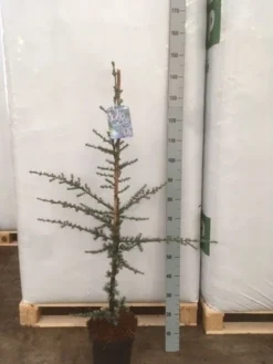 Atlasceder (Cedrus Libani 'Glauca') 17 Atlasceder (Cedrus Libani 'Glauca') -Goedkope DirectPlant winkel img 1752 002