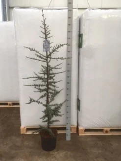 Atlasceder (Cedrus Libani 'Glauca') -Goedkope DirectPlant winkel img 1753 1