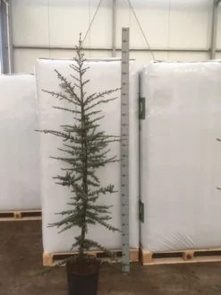 Atlasceder (Cedrus Libani 'Glauca') 16 Atlasceder (Cedrus Libani 'Glauca') -Goedkope DirectPlant winkel img 1754