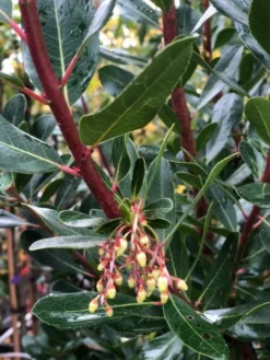Aardbeiboom Als Struik (Arbutus Unedo) -Goedkope DirectPlant winkel img 2582