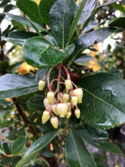 Aardbeiboom Als Struik (Arbutus Unedo) -Goedkope DirectPlant winkel img 2585