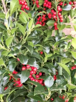 Goedkope DirectPlant winkel 24 Hulst (Ilex Meserveae 'Heckenfee')