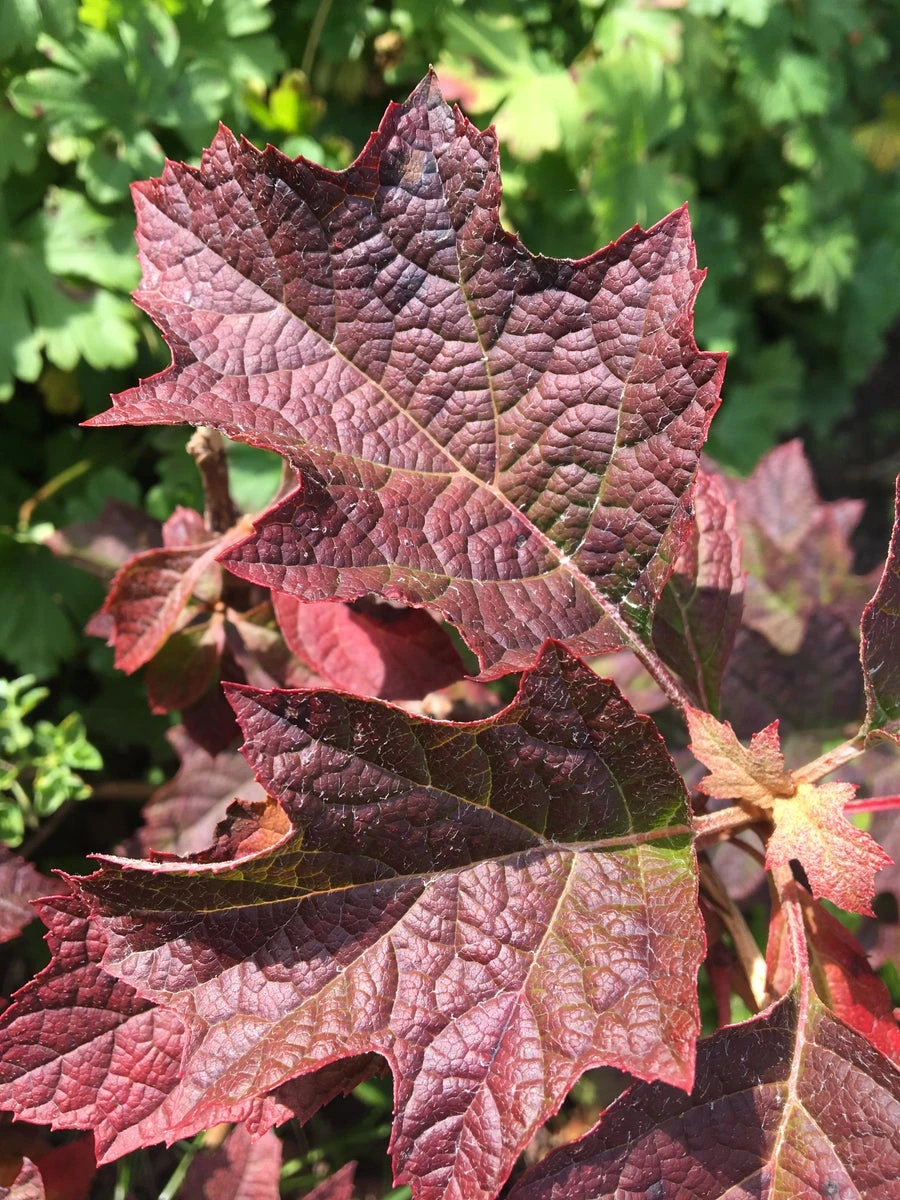 Eikenbladhortensia (Hydrangea Quercifolia 'Ruby Slippers') 2 Eikenbladhortensia (Hydrangea Quercifolia 'Ruby Slippers') - Afbeelding 2