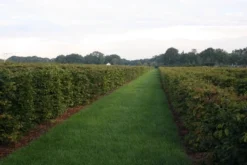 Bestsellers -Goedkope DirectPlant winkel img 4450 1