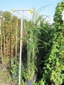 Jasmijn (Jasminum Officinale) -Goedkope DirectPlant winkel jasminum officinale 175 200